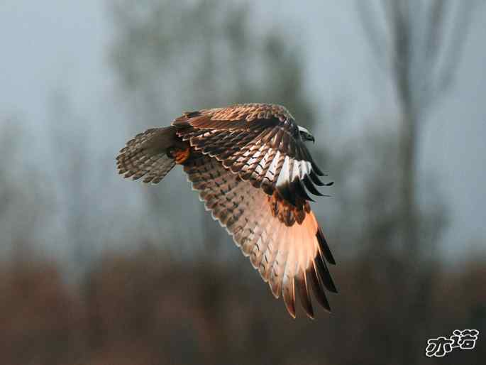 官厅水库&nbsp;wbr路&nbsp;wbr四种猛禽