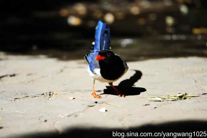 红嘴蓝鹊（2）