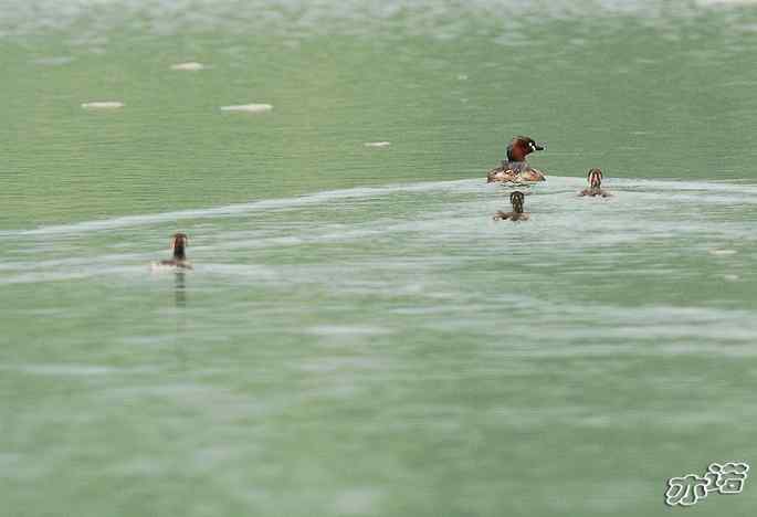 北京植物园拍鸟——小鸊鷉一家