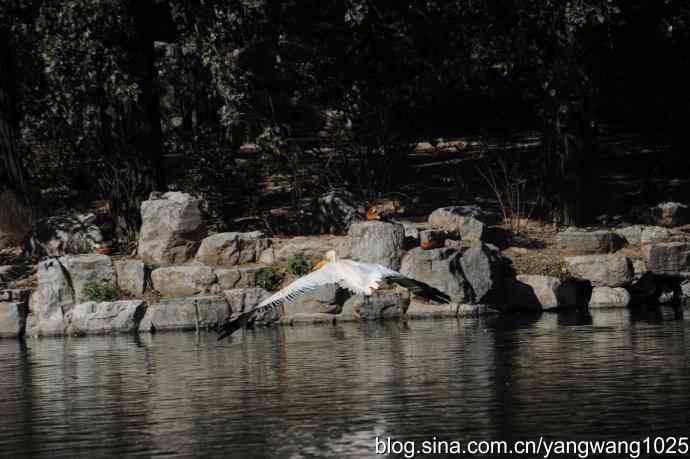 再拍大鹈鹕 wbr9