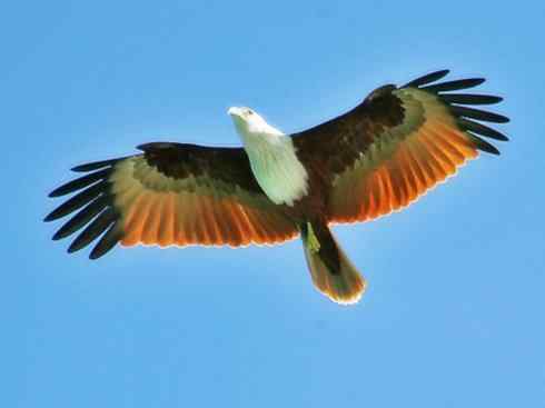 白头鸟系列：另类的美丽12