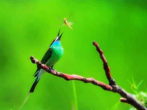 猎奇：长尾鸟雀之六