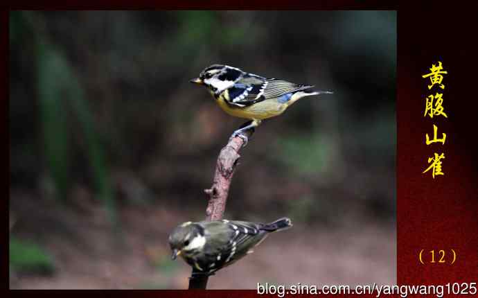 黄腹山雀（12）