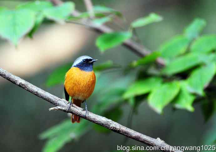 雄性北红尾鸲（5）