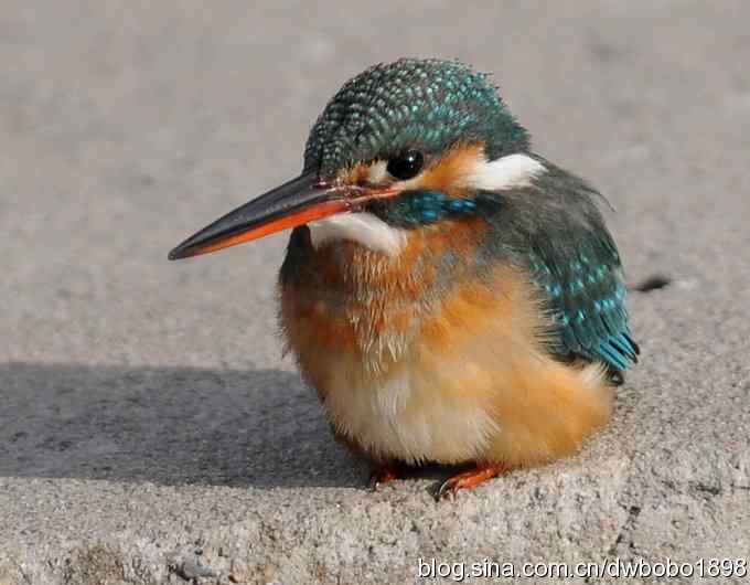 新年第一炮：小翠抓虾