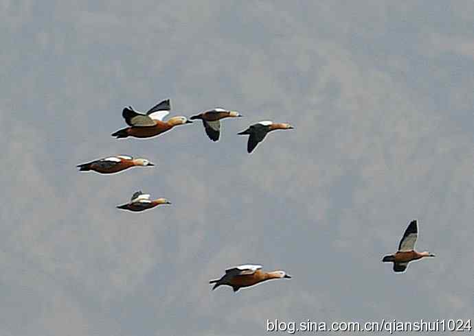 空中盘旋.赤麻鸭白天鹅(官厅水库)