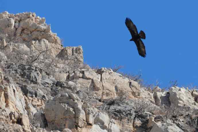 永定河生态观鸟