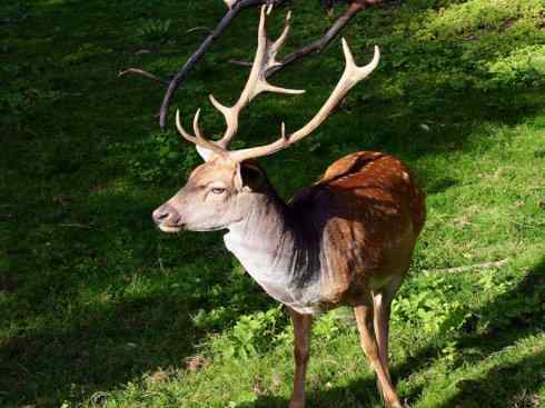 麒麟：传说的兽原型探秘（梅花鹿）