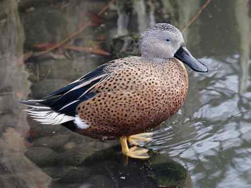 欣赏:美丽的钻水鸭5 欣赏:美丽的钻水鸭5