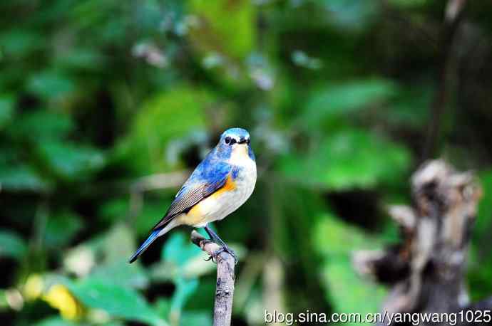 雄性红胁蓝尾鸲（18）