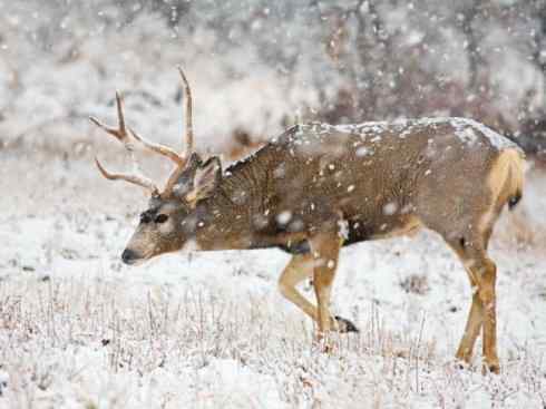 麒麟：传说的兽原型探秘（白尾鹿）
