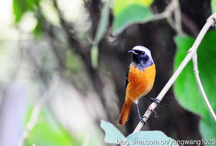 雄性北红尾鸲（17）