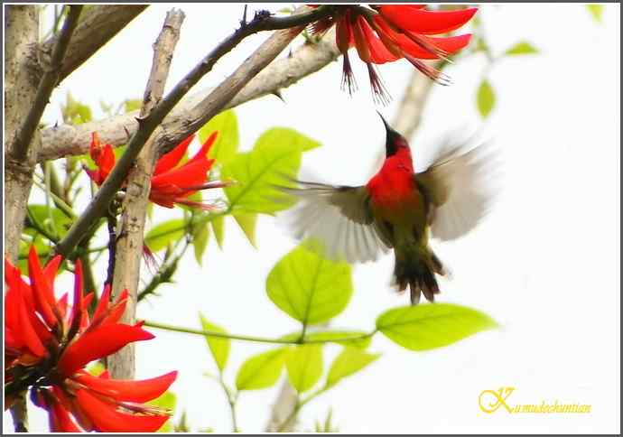 飞翔的鈥溙裟疋潯菊掌