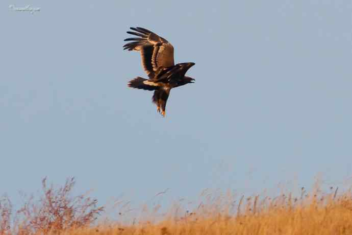 草原有约. wbr夕阳下与草原雕一家敖包相会
