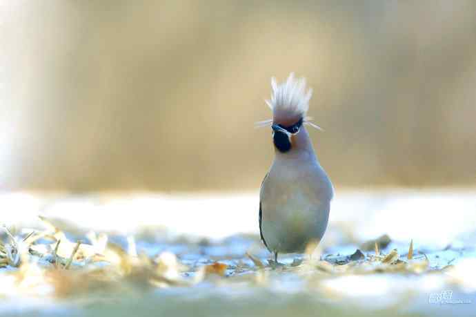 北京农展馆院子里的太平鸟