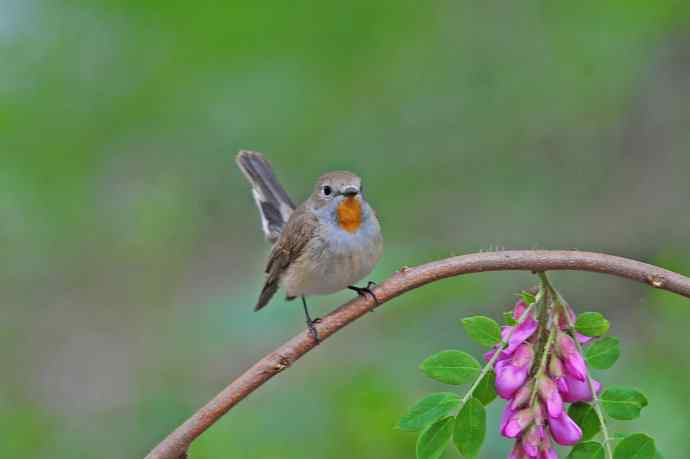 雄性红喉姬鹟(12) 雄性红喉姬鹟(12)