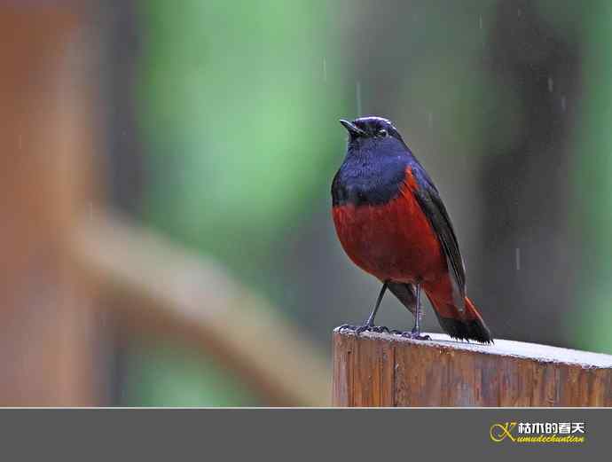 雨中的鈥湴锥ハ垛