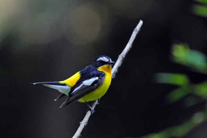 雄性白眉姬鹟(17) 雄性白眉姬鹟(17)