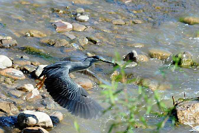 绿鹭的栖息地(密云潮白河畔)