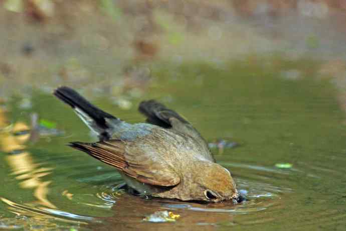 雄性红喉姬鹟（9）