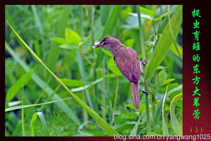 捉虫育雏的东方大苇莺(3) 捉虫育雏的东方大苇莺(3)