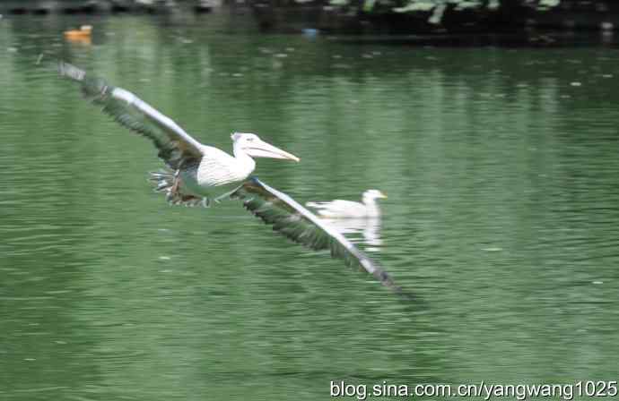 再拍大鹈鹕 wbr2