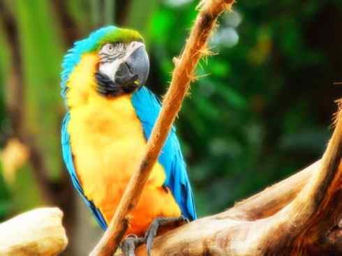 猎奇：奇特的鸟喙之四