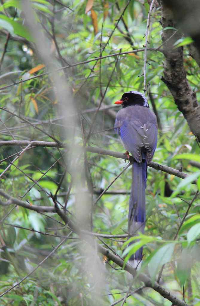 187.浙江缙云仙都农家乐(-)朱潭山鸟图 187.浙江缙云仙都农家乐(-)朱潭山鸟图