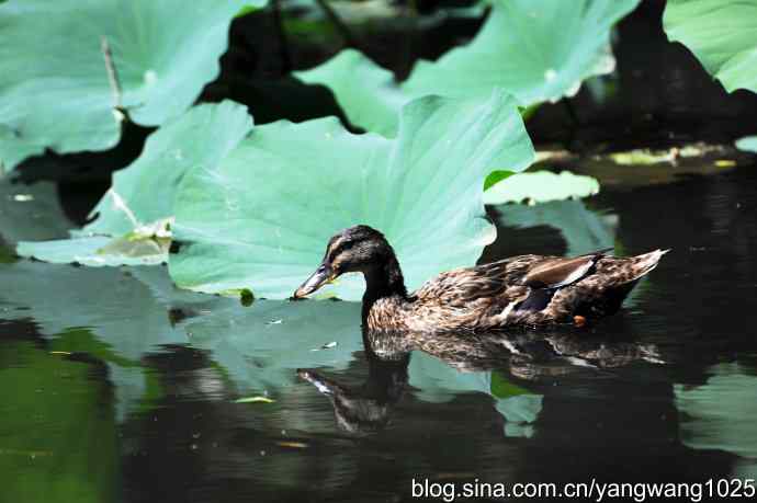 麋鹿苑中绿头鸭