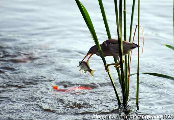黄苇鳽的早餐（记实）
