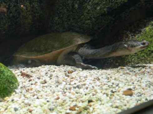 玄武：传说的兽原型探秘（澳洲长颈龟）