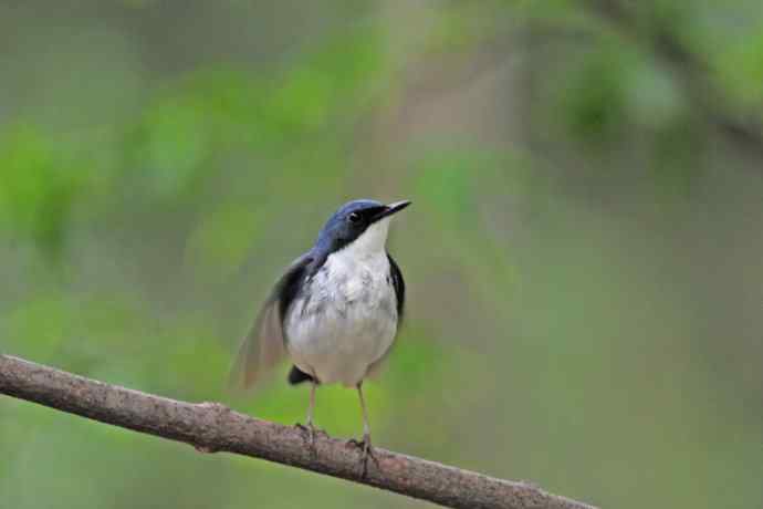 雄性蓝歌鸲（10）
