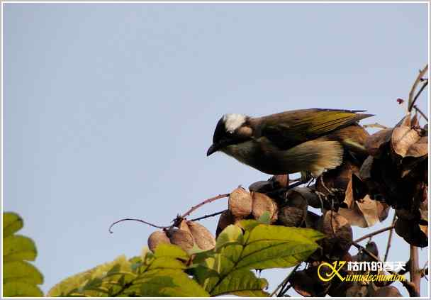 鈥湸蚰疋澦嫦搿菊掌