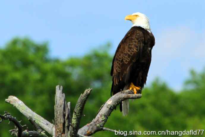 白头海雕(2) 白头海雕(2)