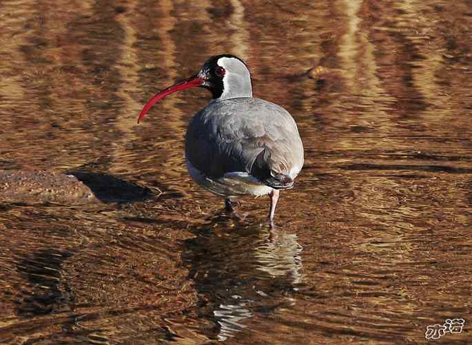 白河峡谷 wbr路 wbr鹮(huán wbr)嘴鹬(yù) 白河峡谷 wbr路 wbr鹮(huán wbr)嘴鹬(yù)