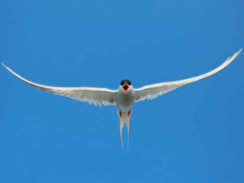 自然奇观：动物大迁徙(燕鸥类)