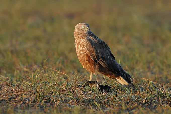 【新鸟】鹊鹞（雌）：野鸭湖之秋