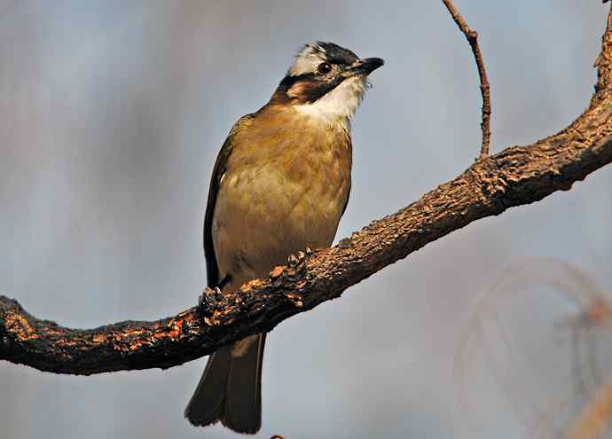北京植物园赏鸟（六），白头鹎（组图）
