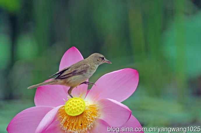 东方大苇莺与荷花（9）