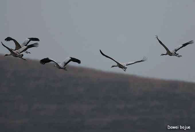 密云水库生境观鸟