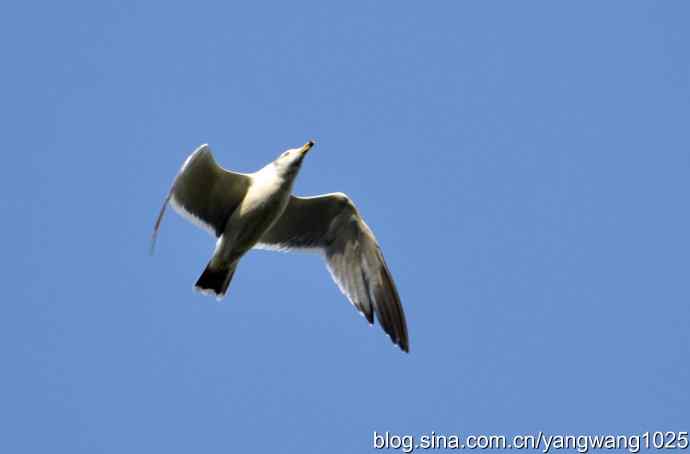 飞（海鸥）4