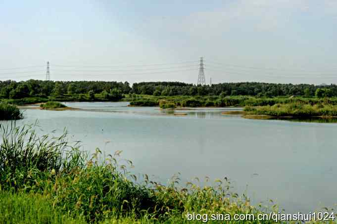 沙河水库.今天只拍到白鹭