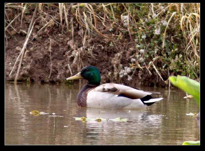 武汉观鸟会初级观鸟讲座[第8课]——水鸟识别入门