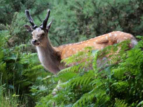 麒麟：传说的兽原型探秘（梅花鹿）