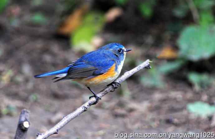 北京天坛公园的鸟类——雄性红胁蓝尾鸲（19）