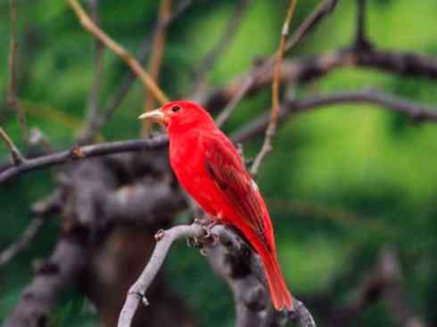 极品红色鸟类:玫红比蓝雀 极品红色鸟类:玫红比蓝雀