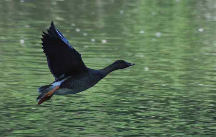 八月十六（杂片）