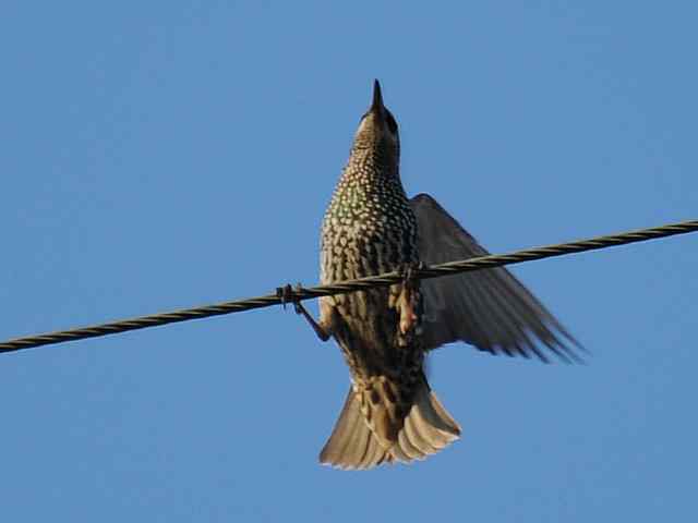 【亚平宁半岛之旅 wbr. wbr紫翅椋鸟】 【亚平宁半岛之旅 wbr. wbr紫翅椋鸟】