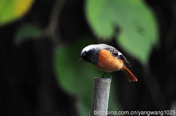 雄性北红尾鸲（21）