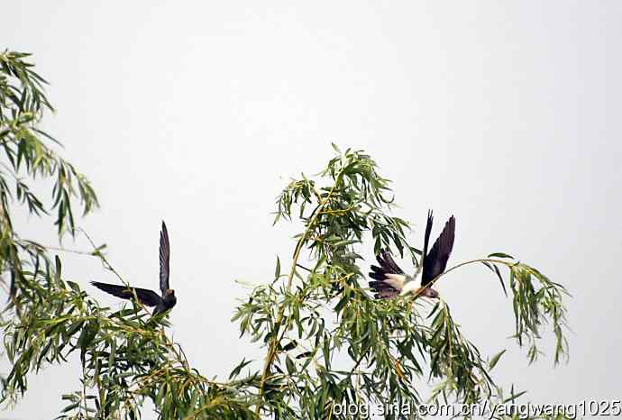 布谷鸟（记录版）